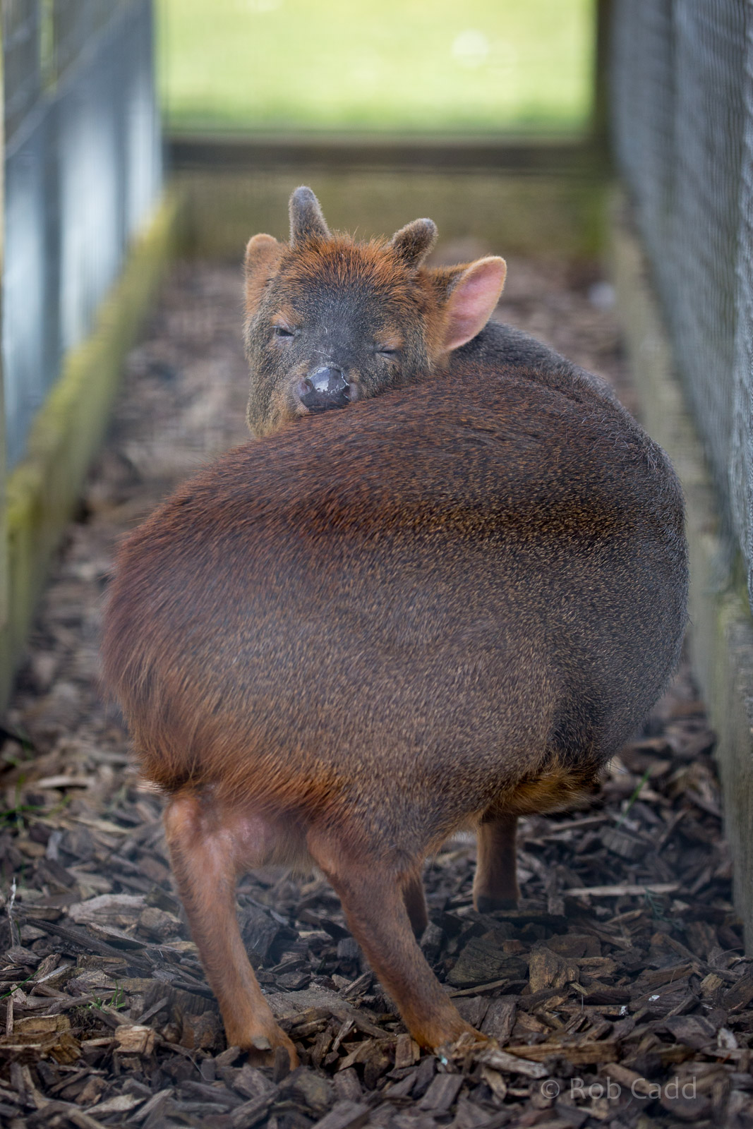 Chilean / southern pudu : Hamerton : 27 Mar 2015