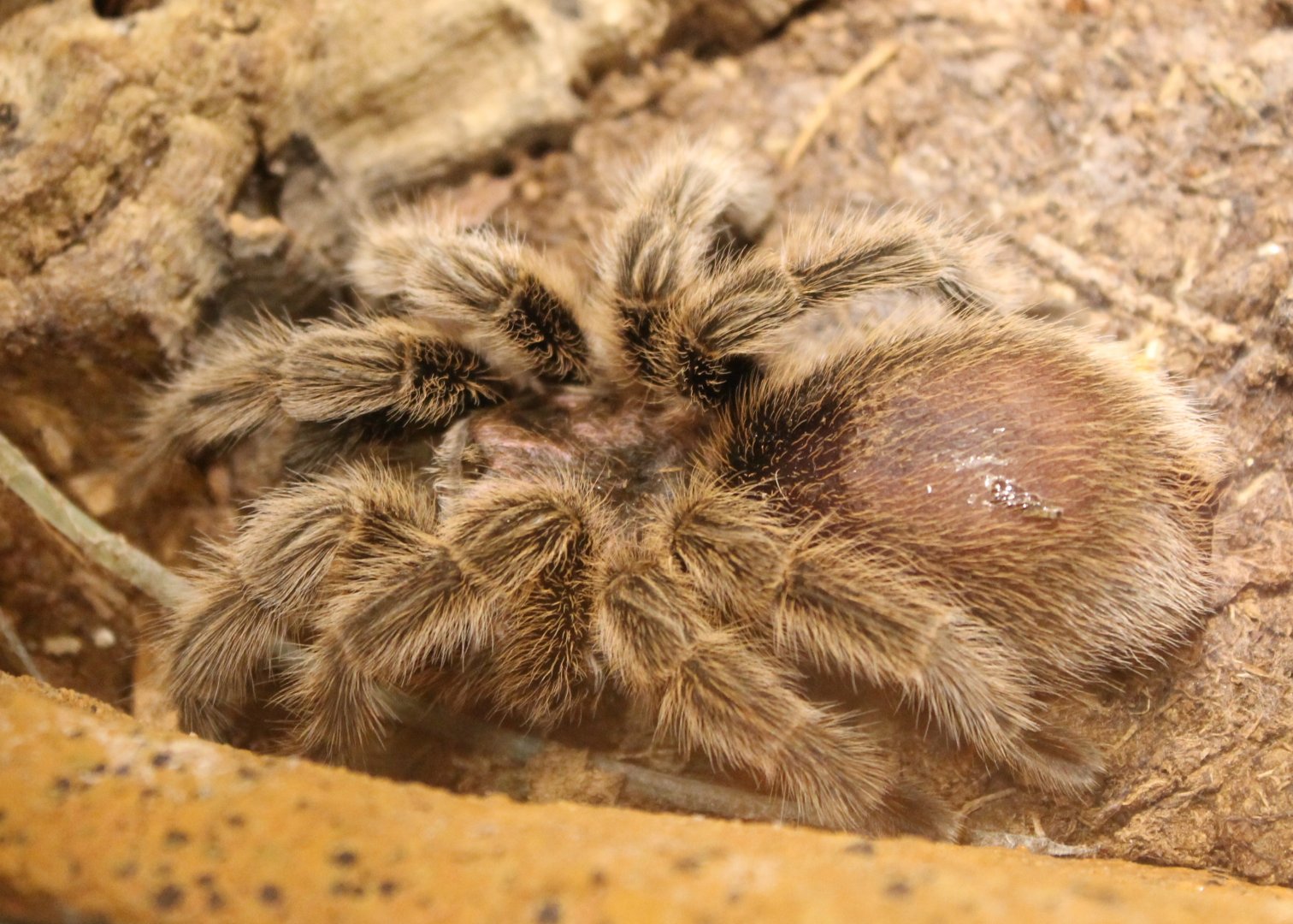 Chilean tarantula