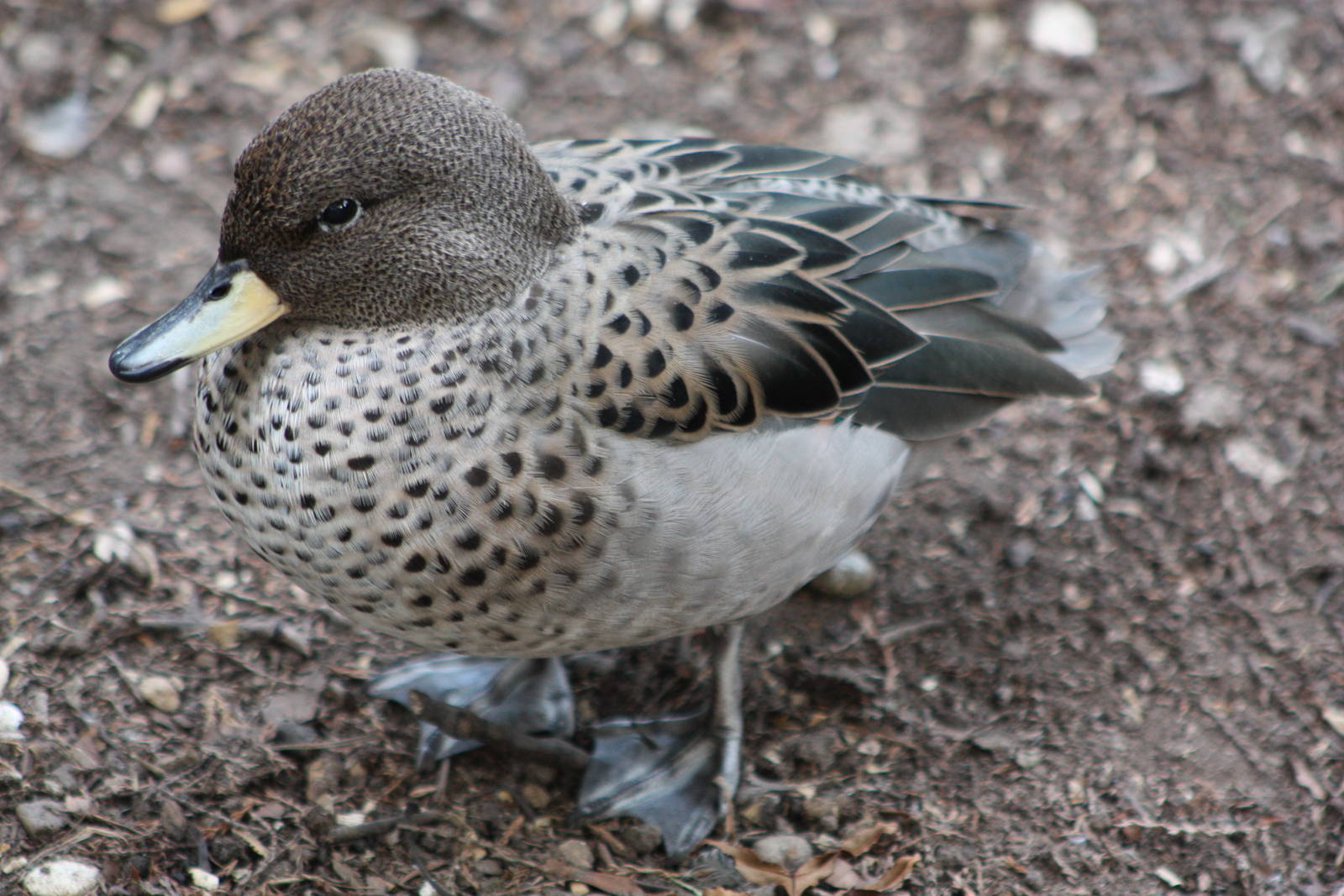 Chilean Teal, 28th September 2014