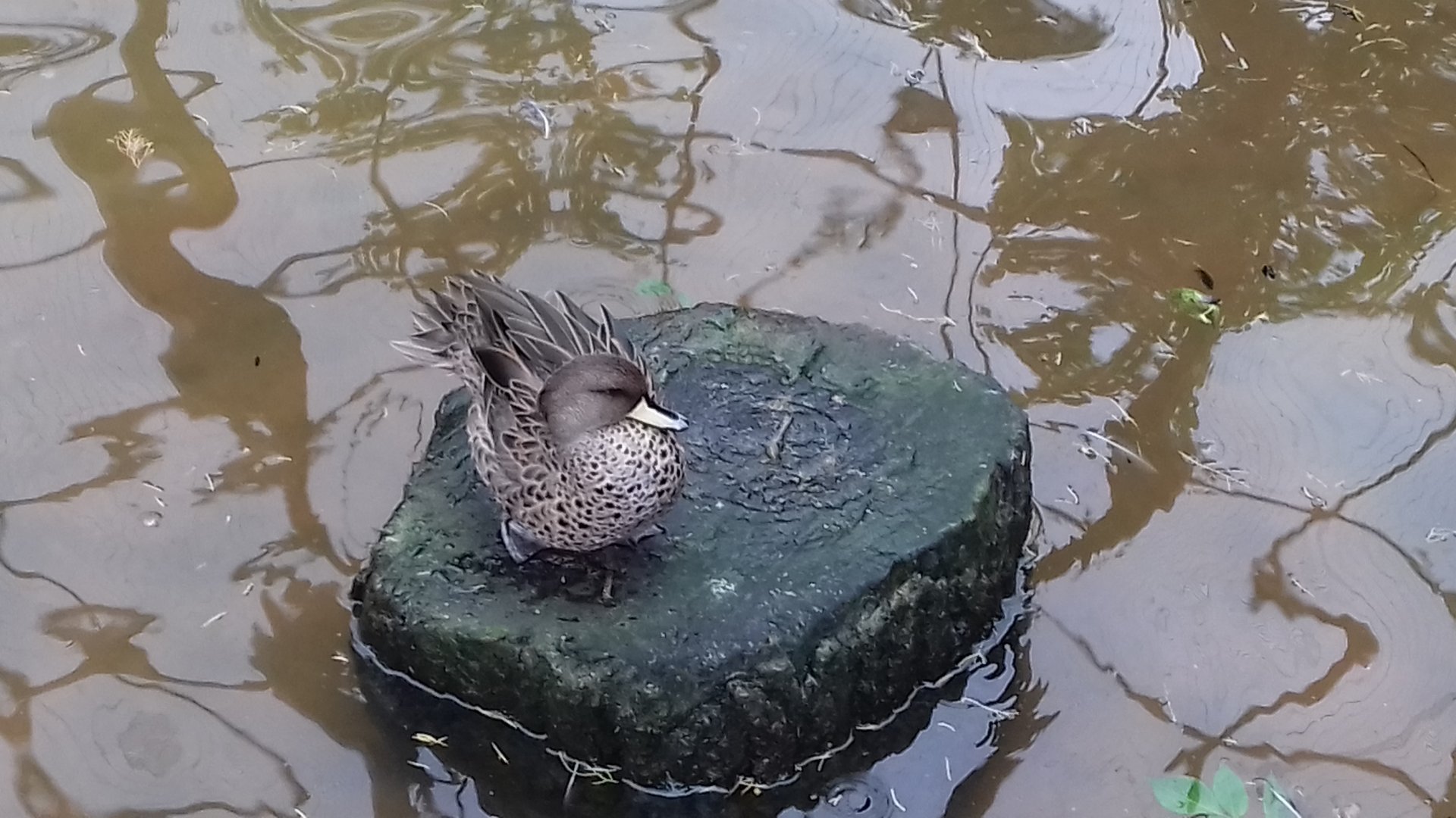 Chilean teal in Amazonia
