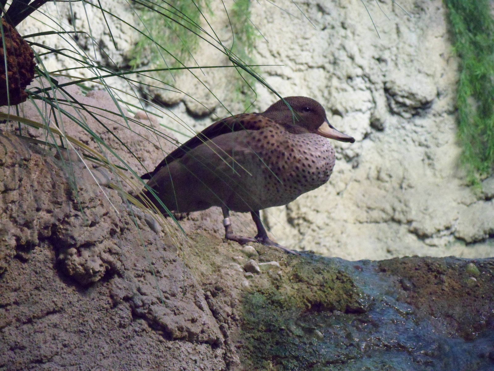 Chilean Teal