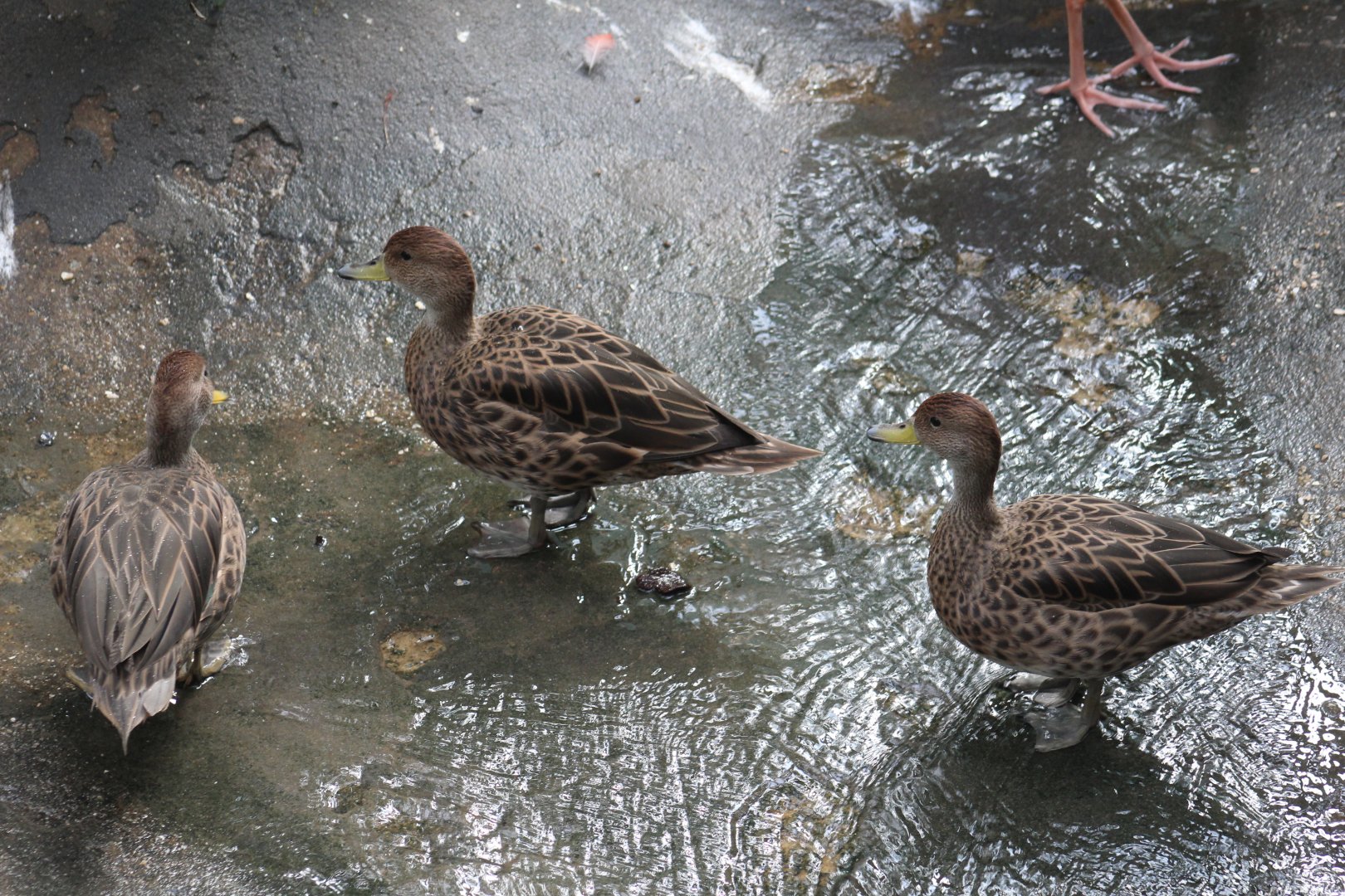 Chilean Teal