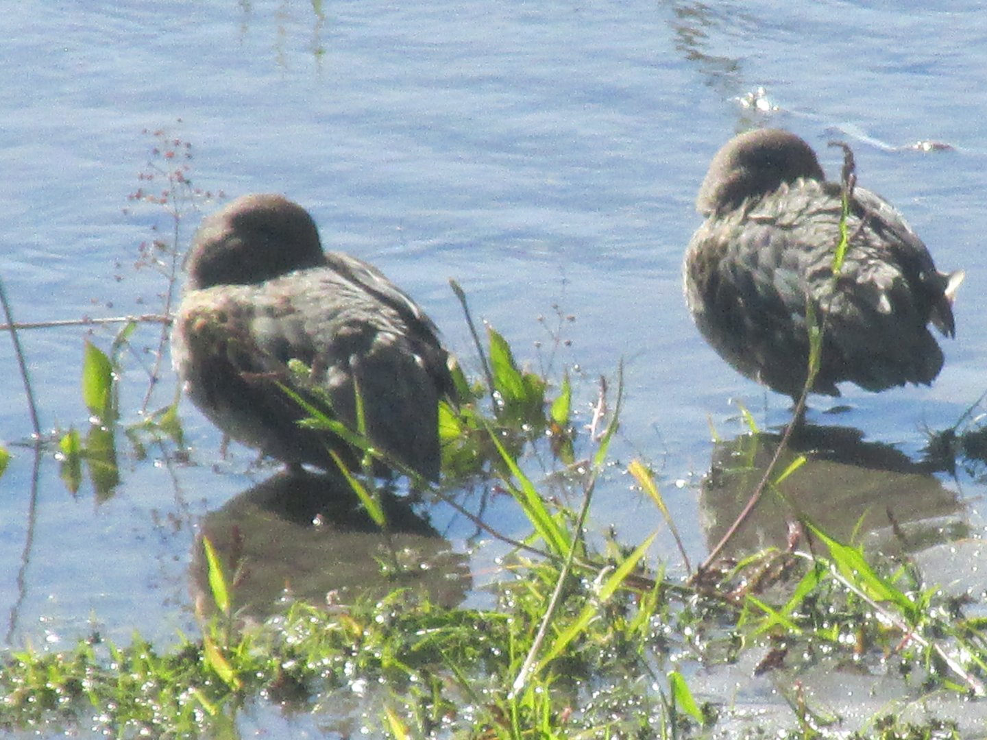 CHILEAN TEALS