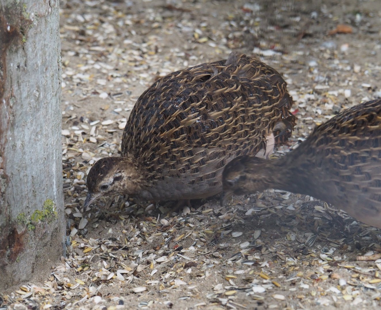 Chilean tinamou (Nothoprocta perdicaria), 2019-05-25