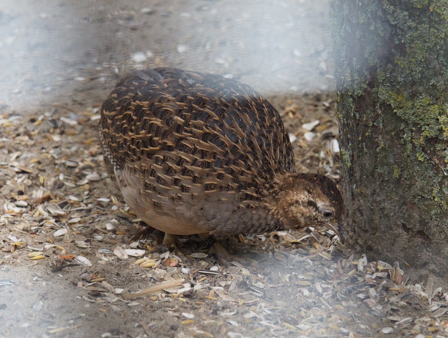 Chilean tinamou (Nothoprocta perdicaria), 2019-05-25