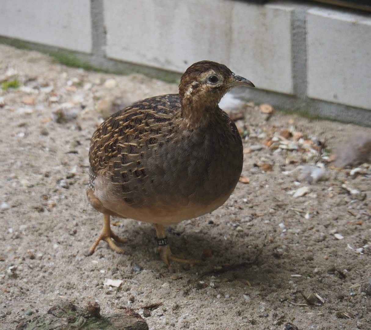 Chilean tinamou (Nothoprocta perdicaria), 2019-05-25