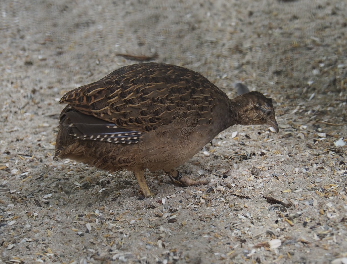 Chilean tinamou (Nothoprocta perdicaria), 2019-05-25