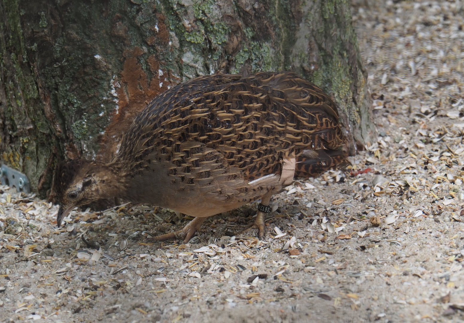 Chilean tinamou (Nothoprocta perdicaria), 2019-05-25