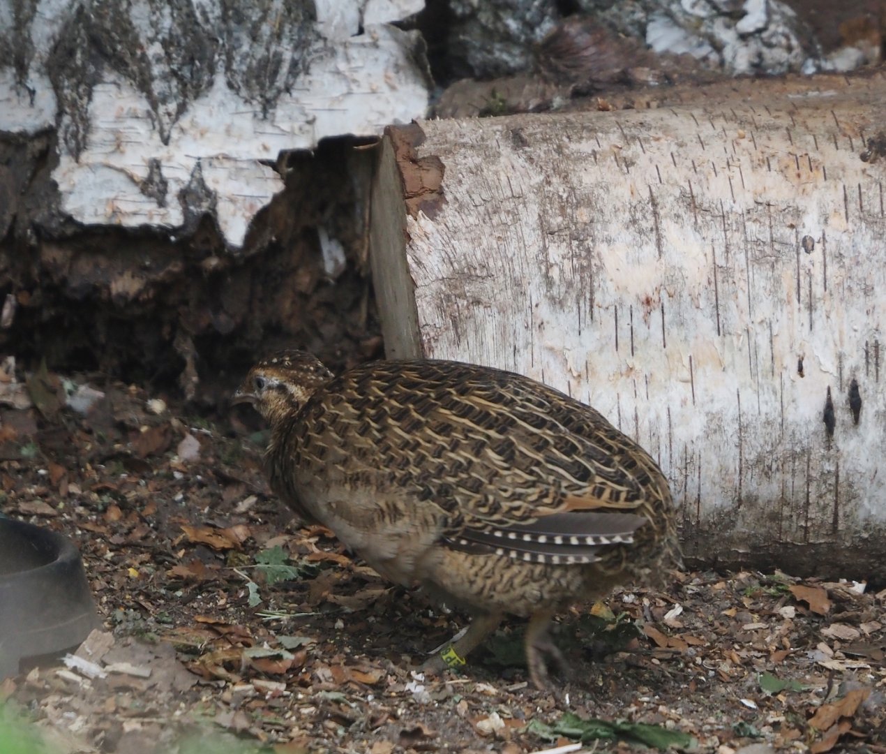 Chilean tinamou (Nothoprocta perdicaria), 2024-05-21