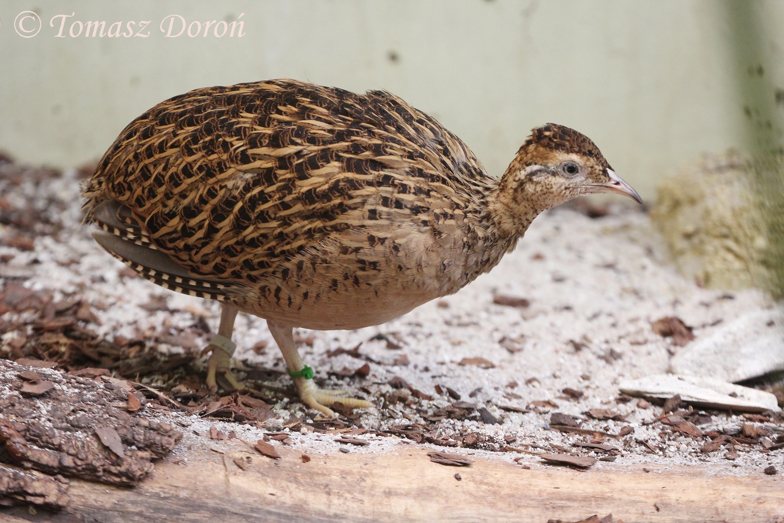 Chilean Tinamou (Nothoprocta perdicaria), July 2017