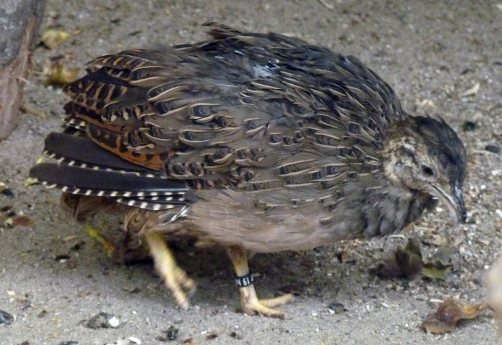 Chilean tinamou (Nothoprocta perdicaria)
