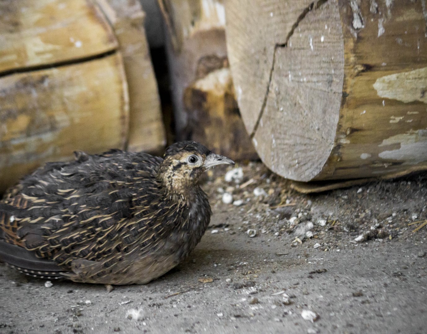 Chilean tinamou, Nothoprocta perdicaria