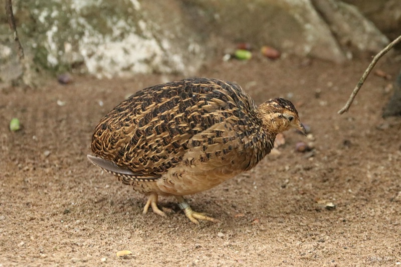 Chilean tinamou (Nothoprocta perdicaria)