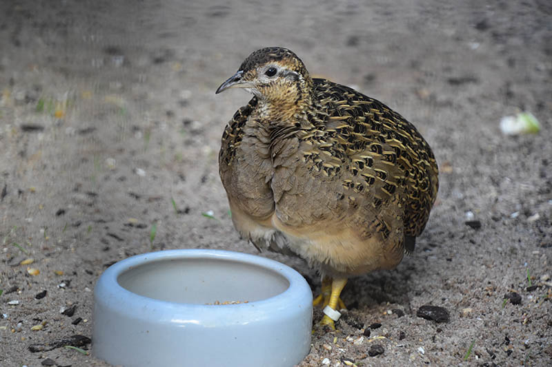 Chilean tinamou (Nothoprocta perdicaria)