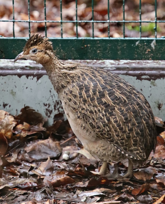 Chilean tinamou (Nothoprocta perdicaria)
