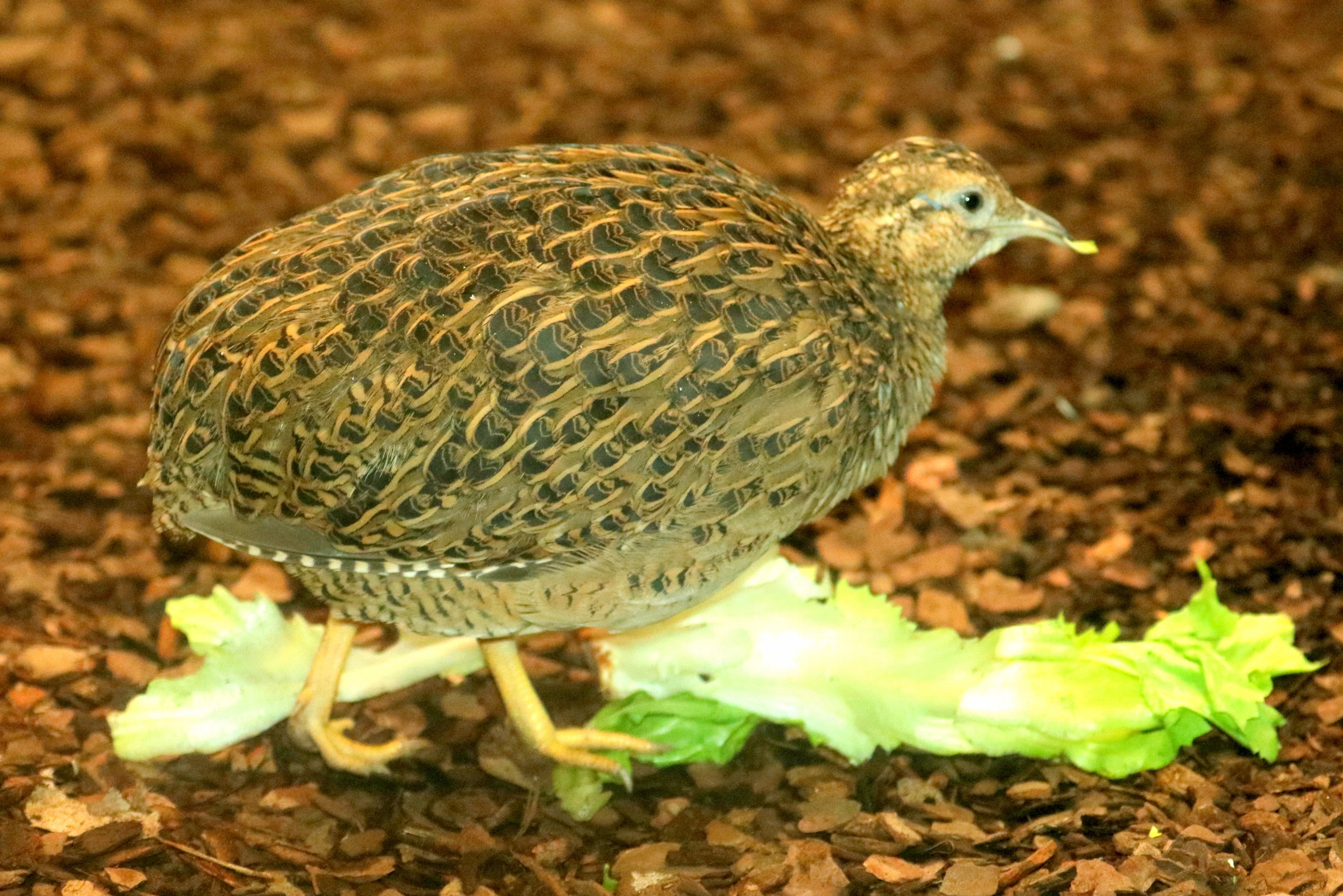 Chilean tinamou; Stuttgart; 5th September 2019