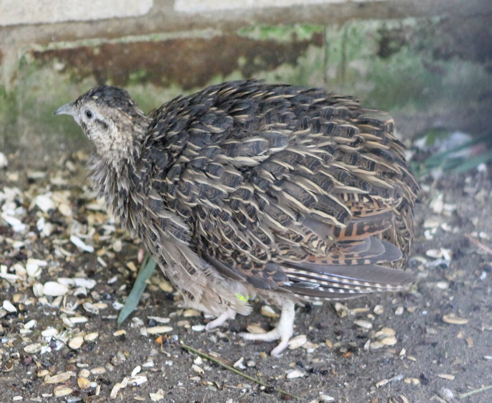 Chilean tinamou
