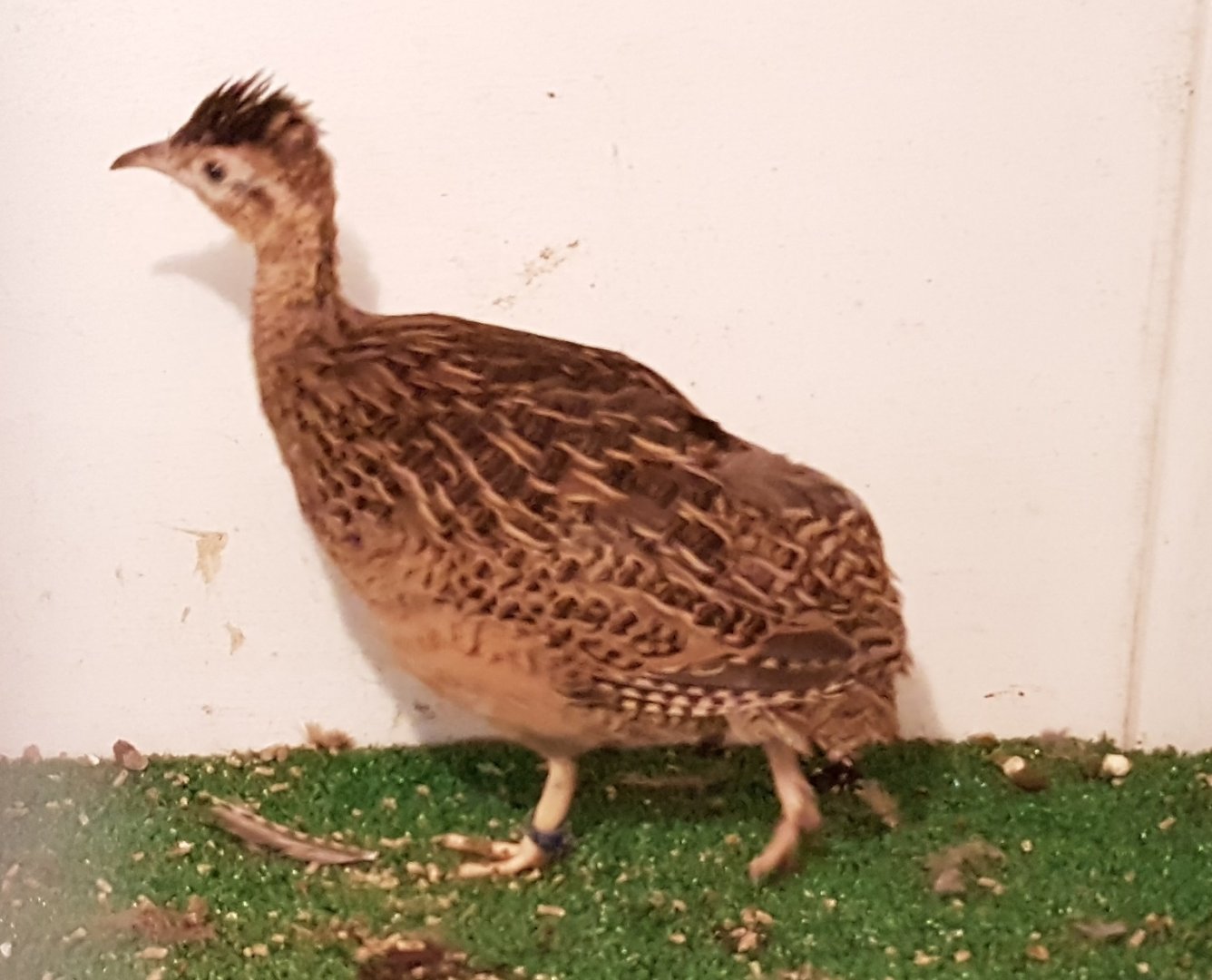 Chilean tinamou