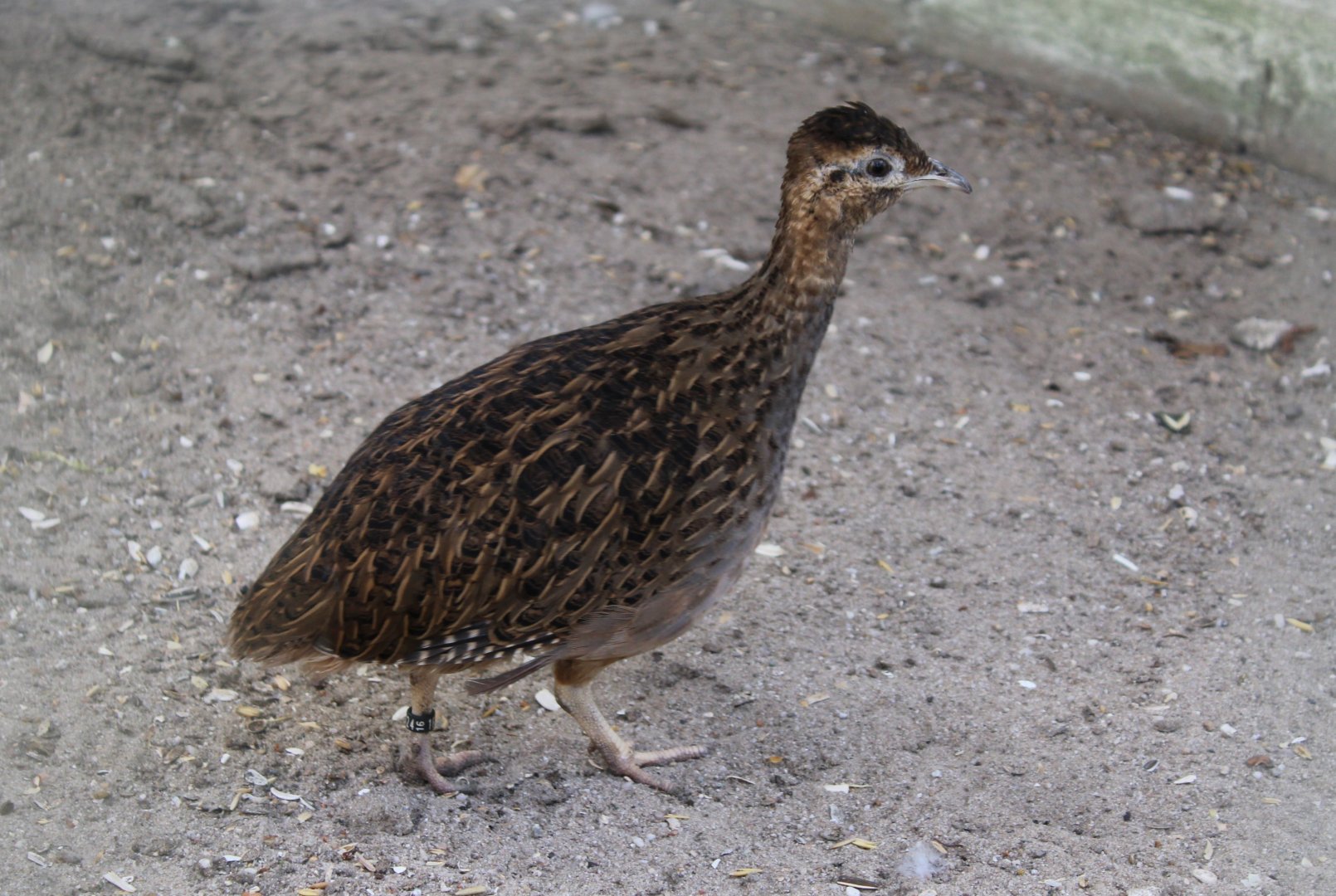 Chilean tinamou