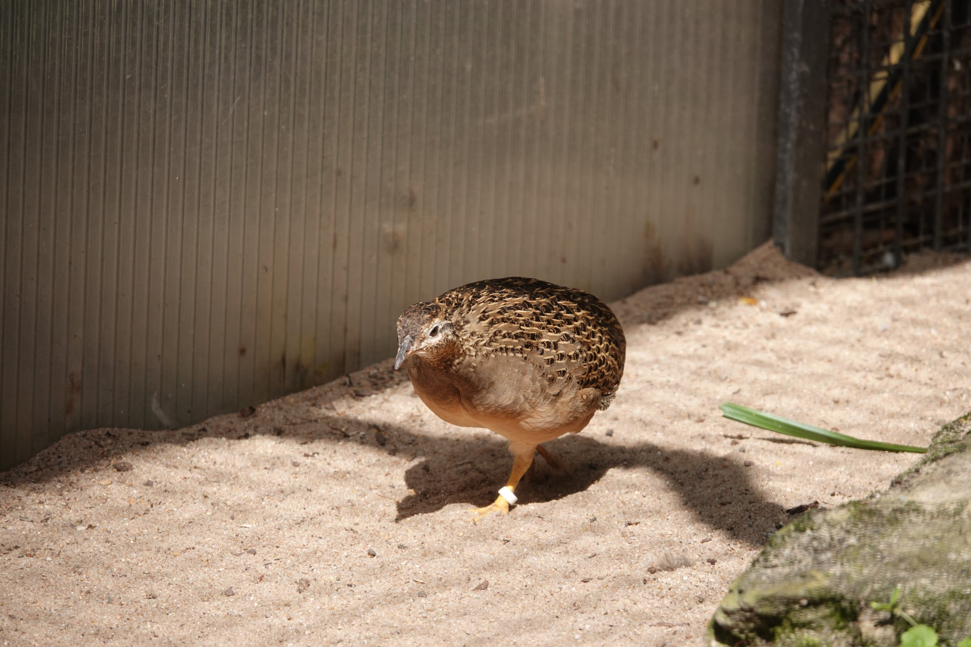 Chilean tinamou