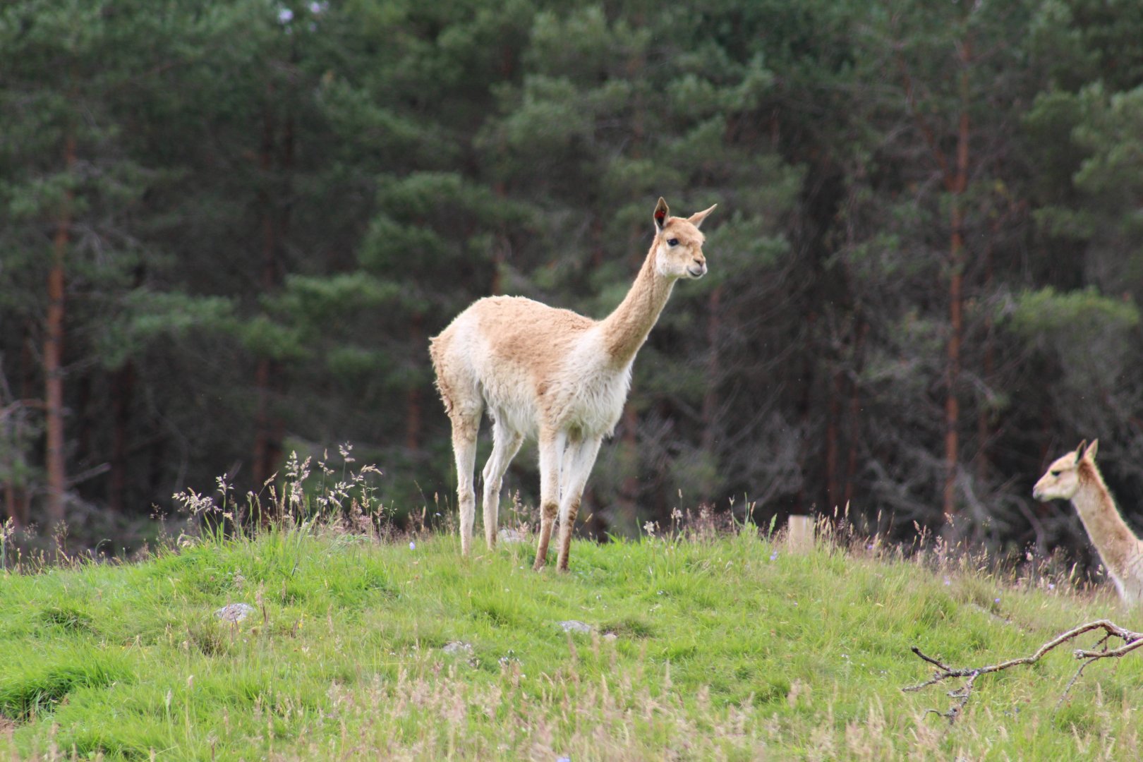 Chilean Vicuña