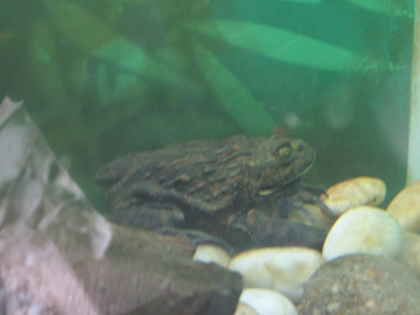 chilean water toad