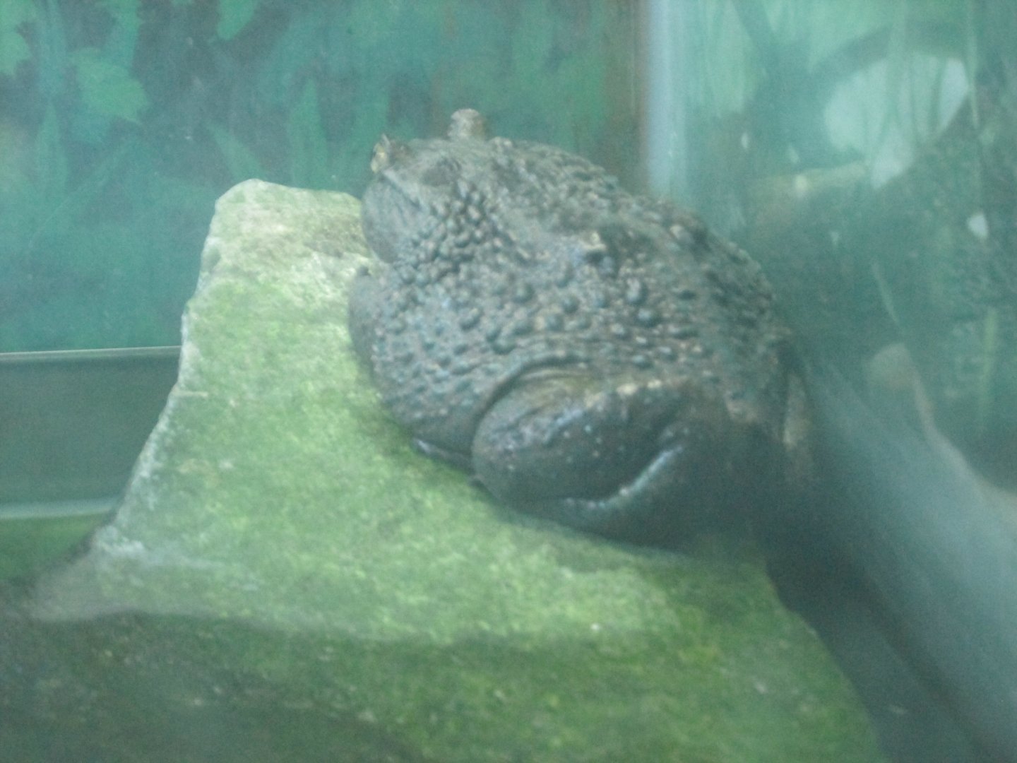 chilean water toad