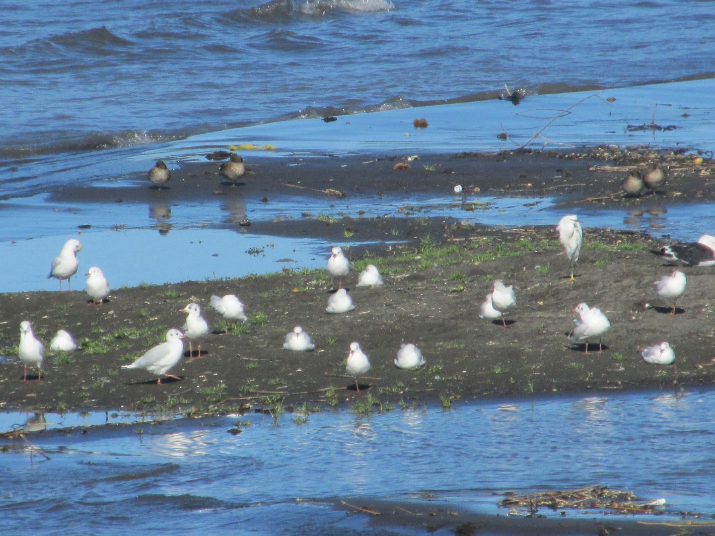 chilean waterfowl lake villarica
