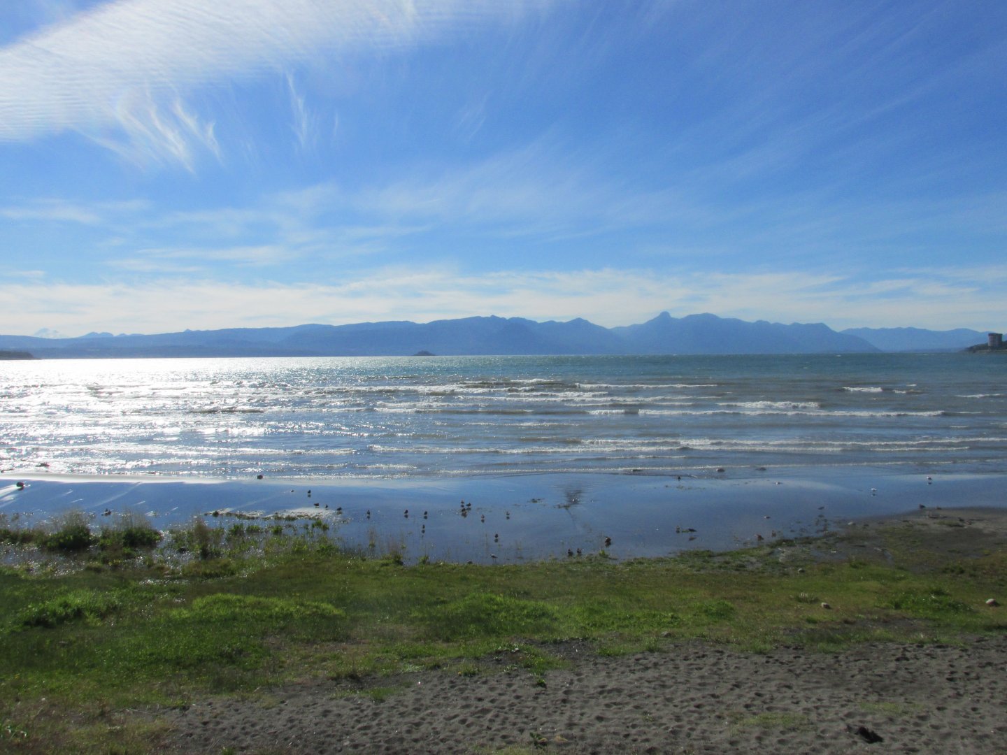 chilean waterfowl lake villarica