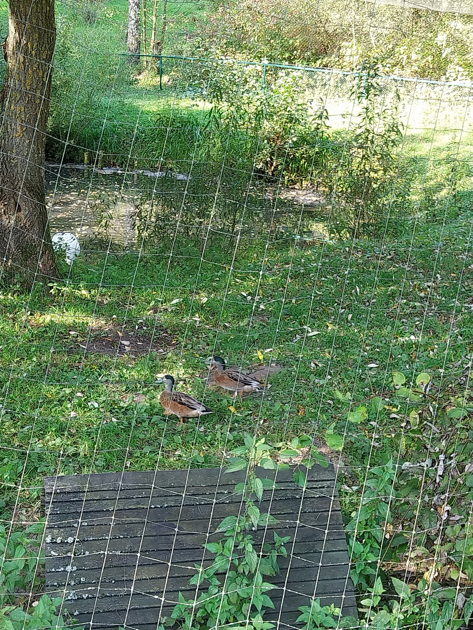 Chilean Wigeon (Mareca sibilatrix)