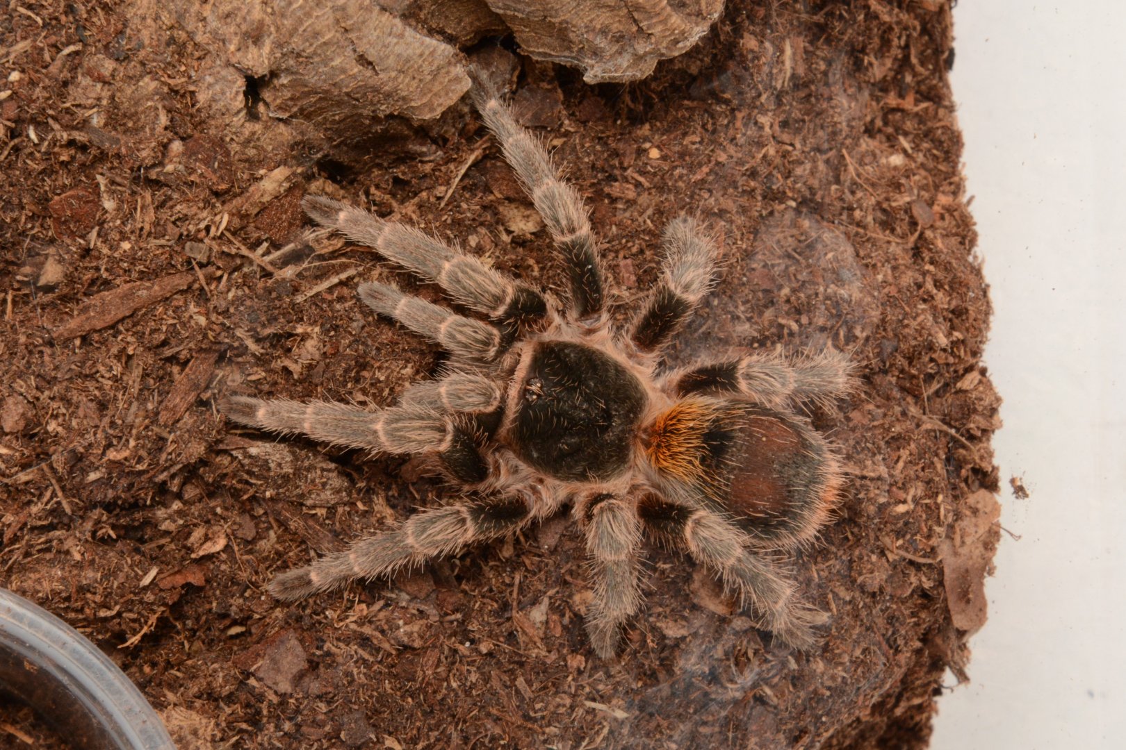 Chilean yellow flame tarantula (Homoeomma orellanai)