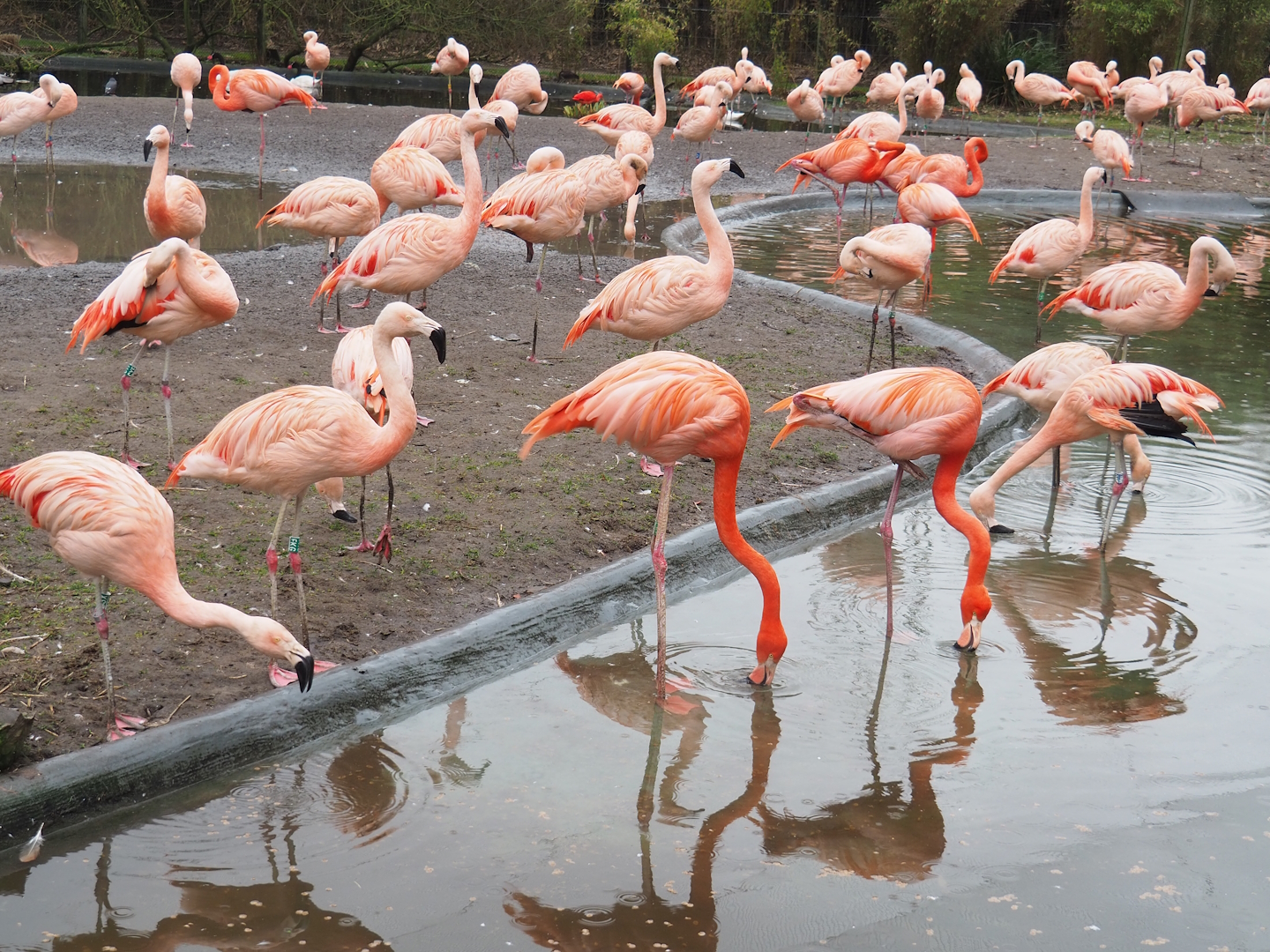 Chileans flamingos (Phoenicopterus chilensis) and American flamingos (Phoenicopterus ruber), 2023-02-19
