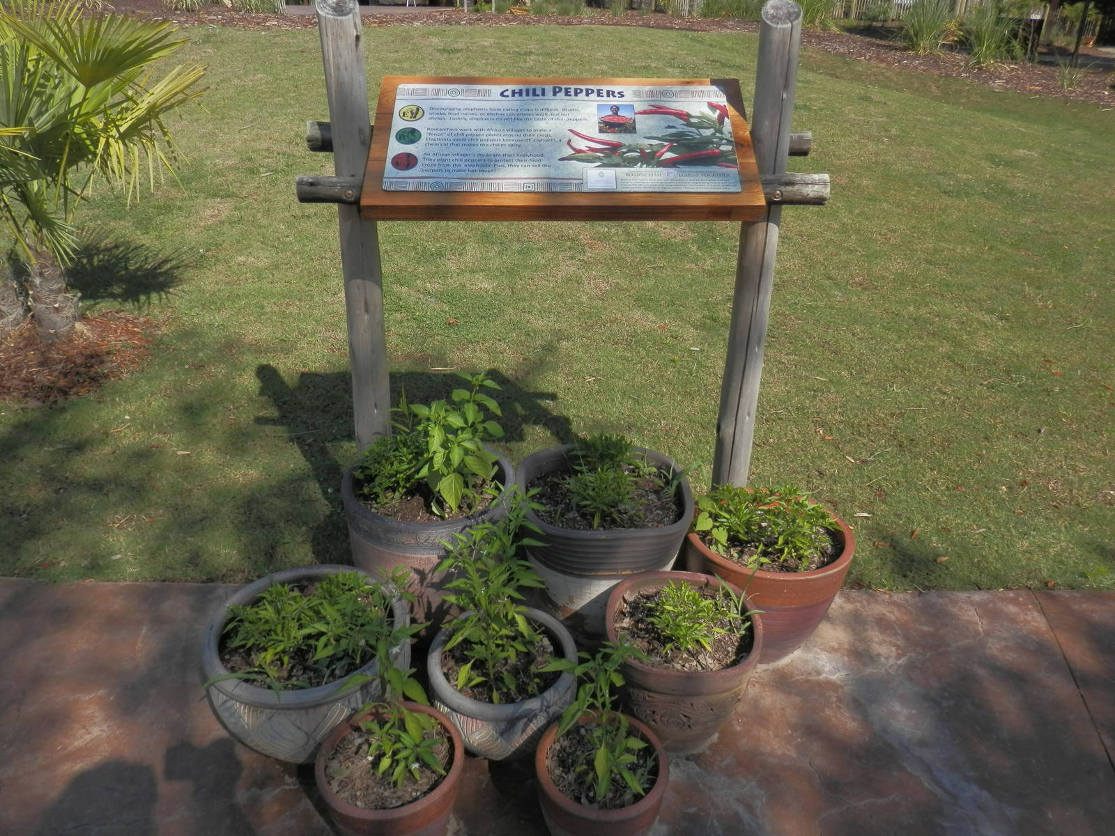 Chili peppers display