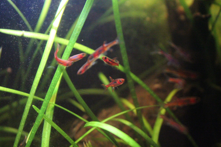 Chili rasbora (Boraras brigittae)