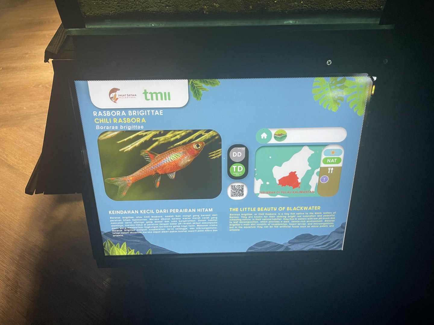 chili rasbora signage - dunia air tawar