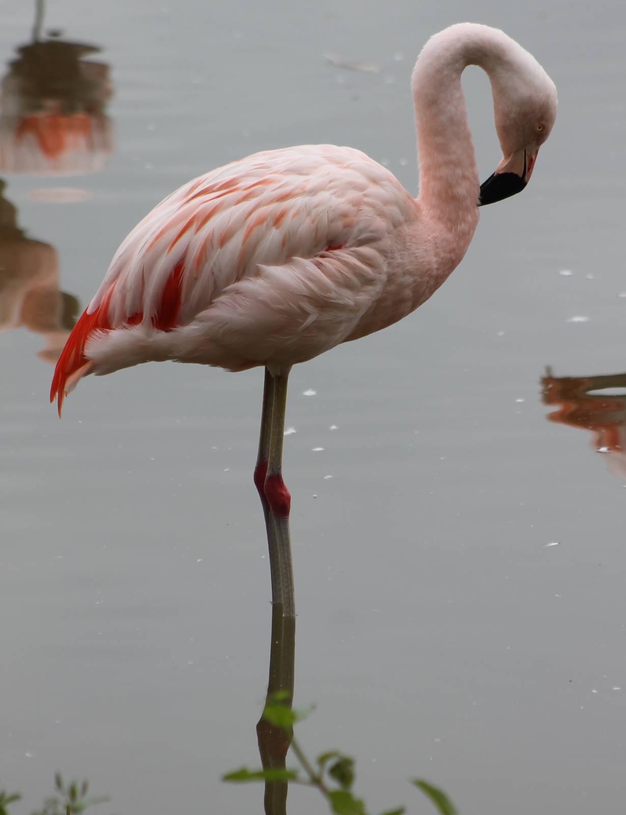 Chilian flamingo