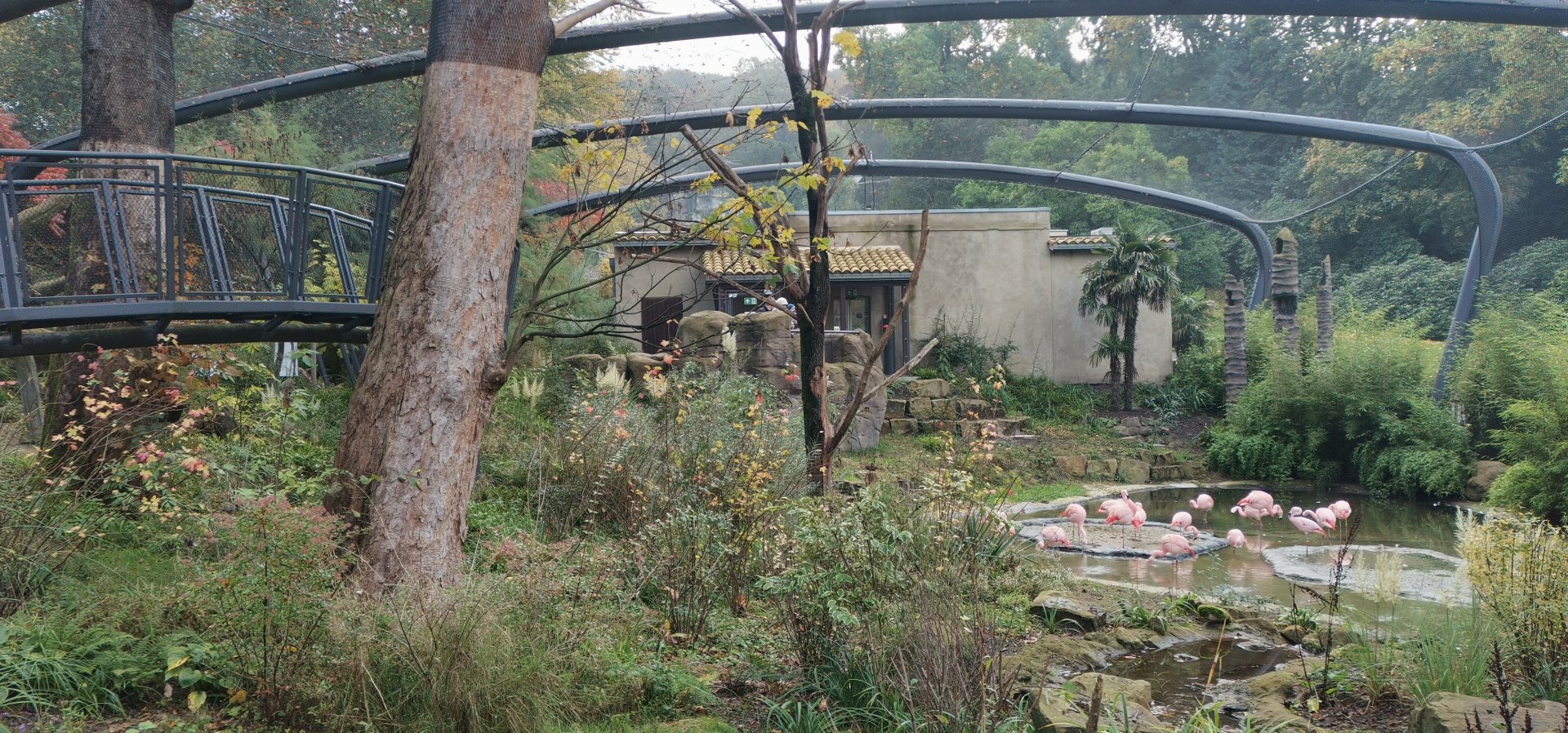 Chilian flamingos, Aralandia