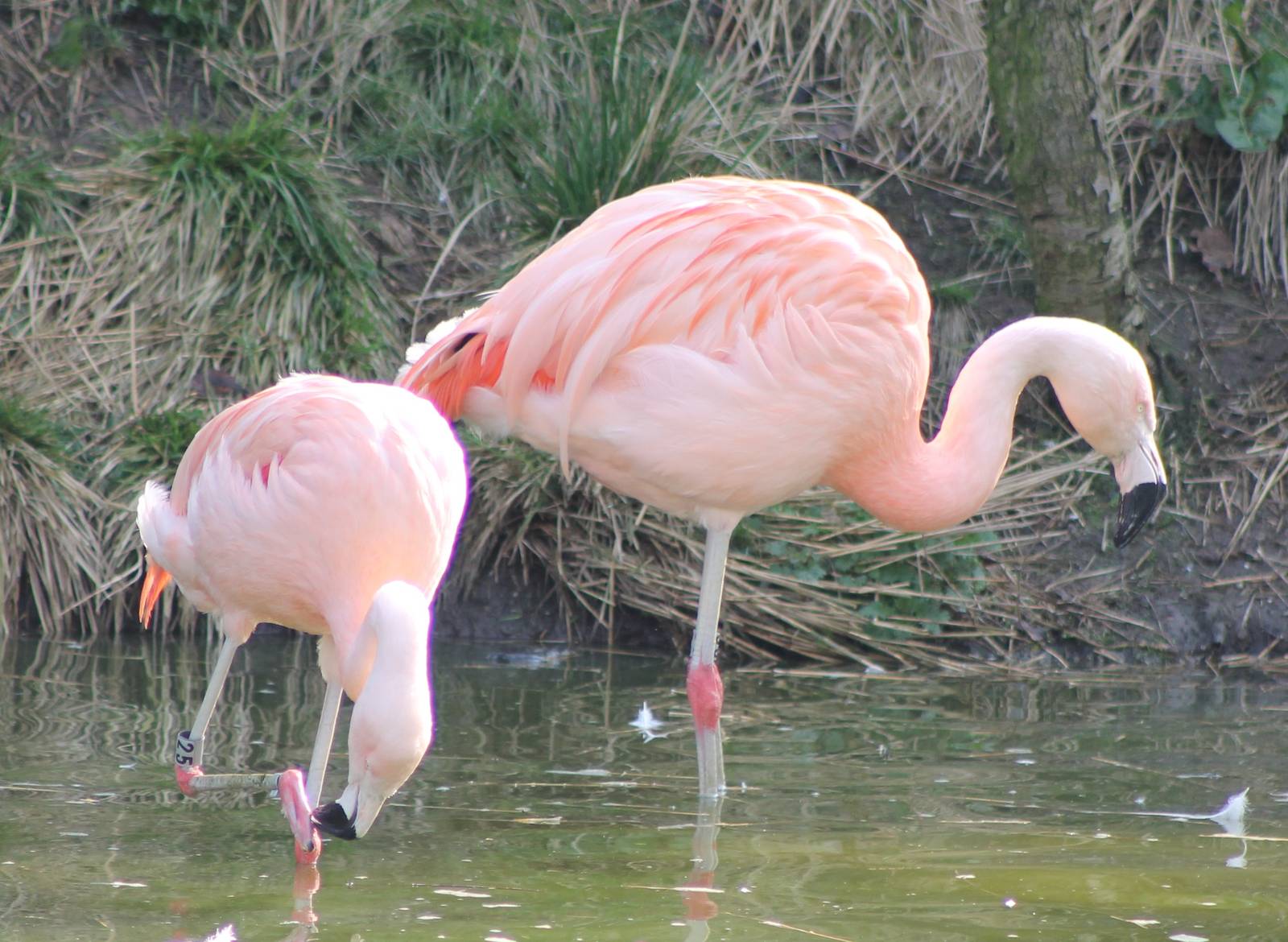 Chilian flamingos