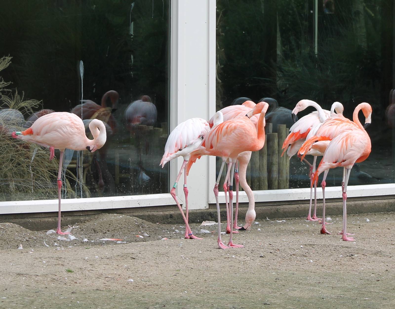 Chilian flamingos