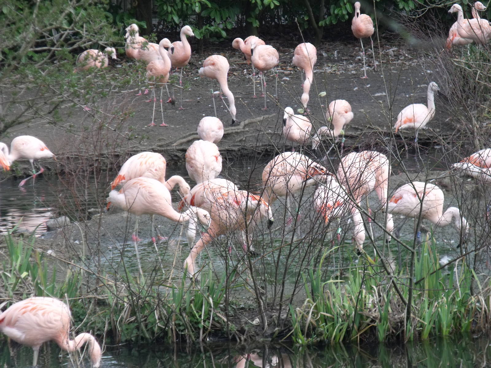 Chilian flamingos