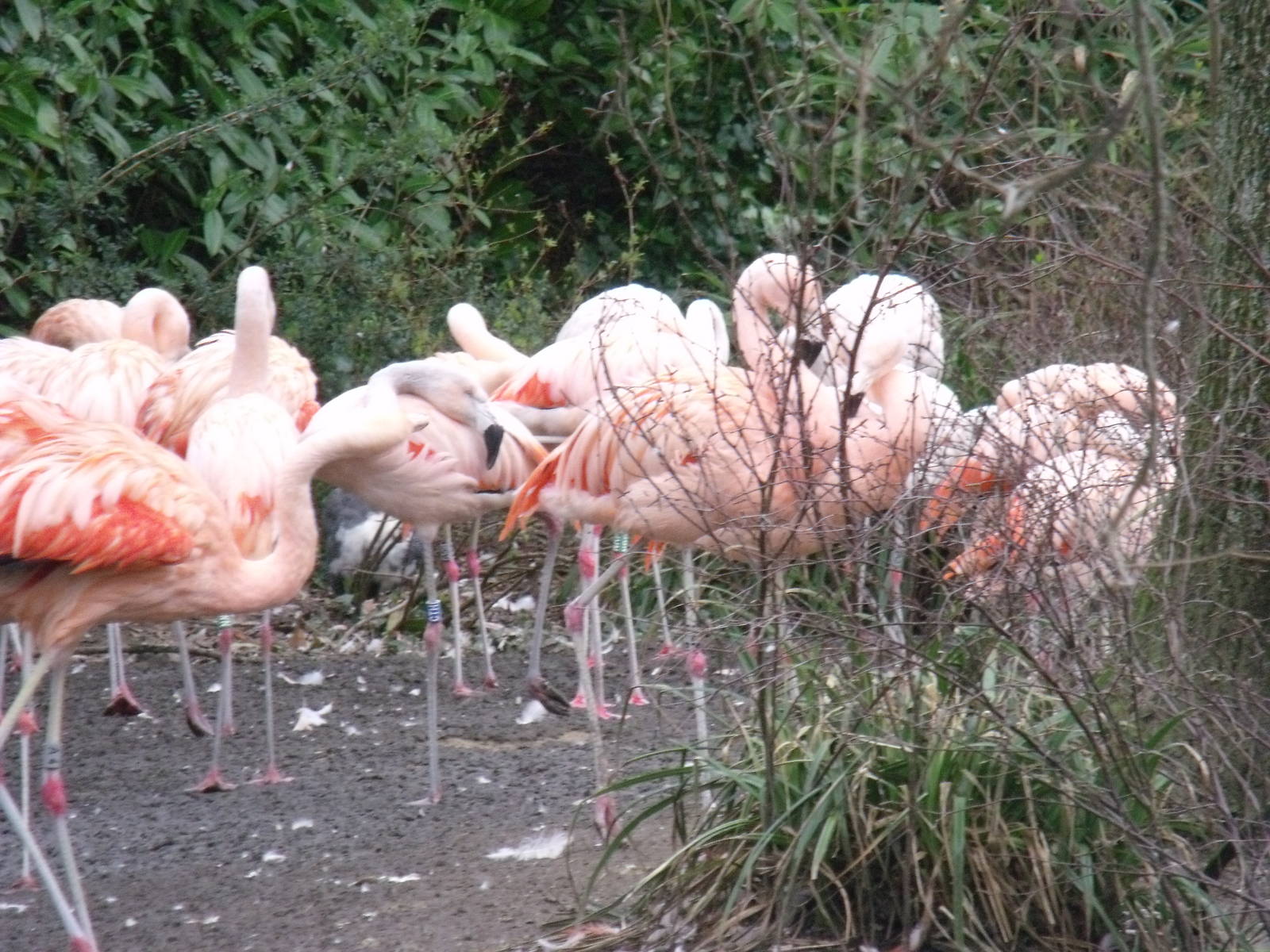 Chilian flamingos