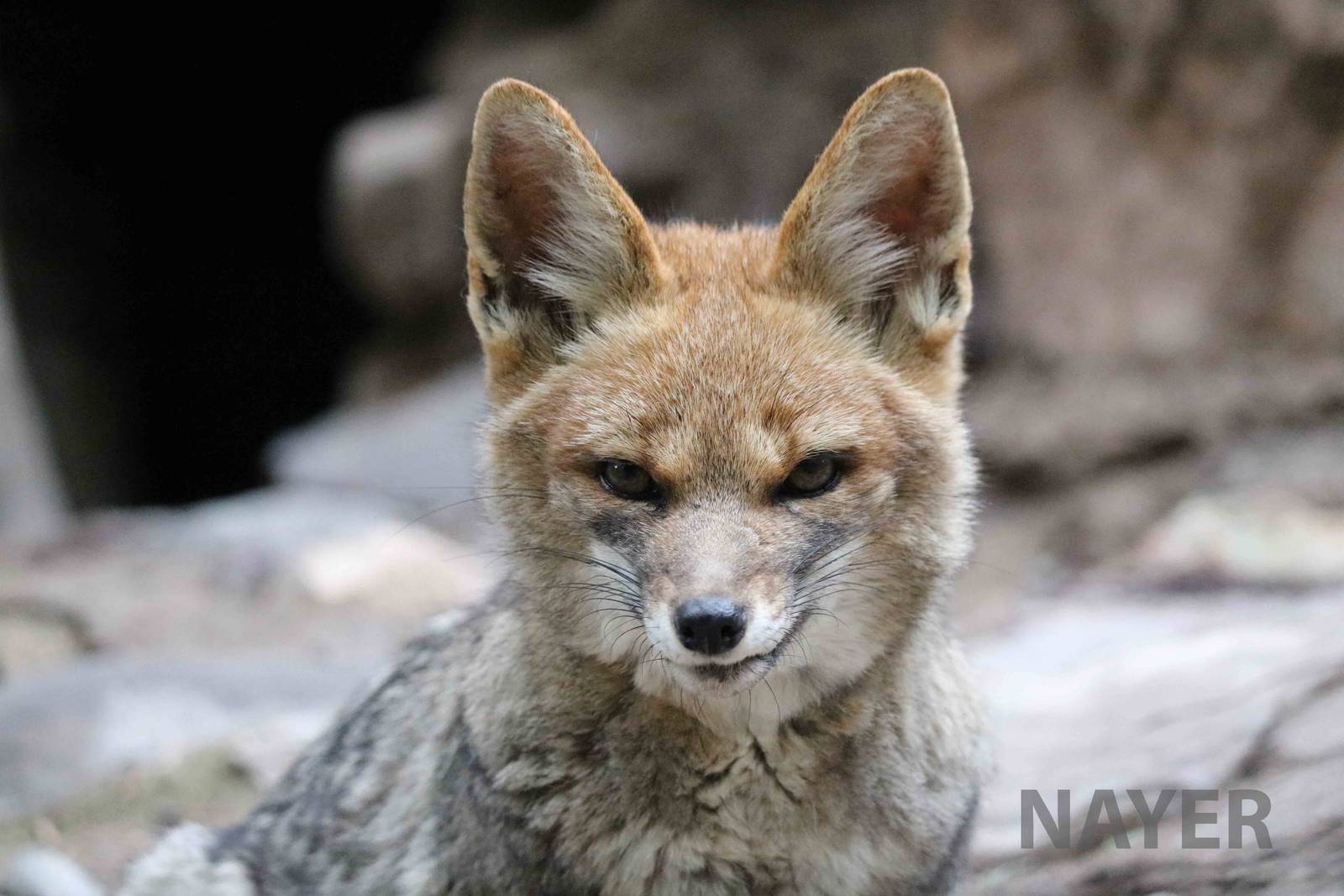 Chilla - Mendoza Zoo, April 2016