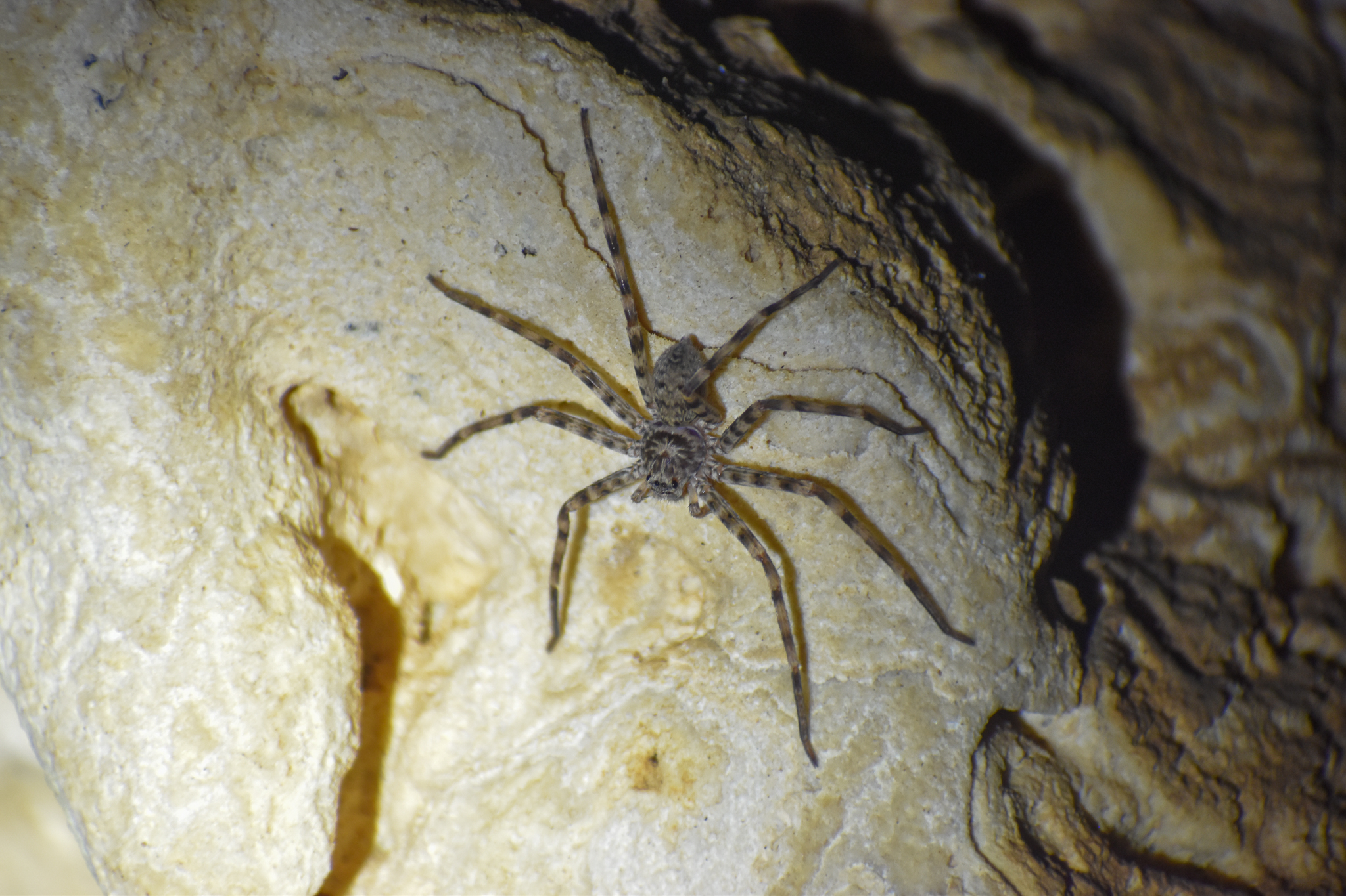 Chillagoe Cave Huntsman