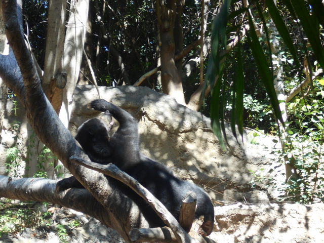 Chillaxing sun bear