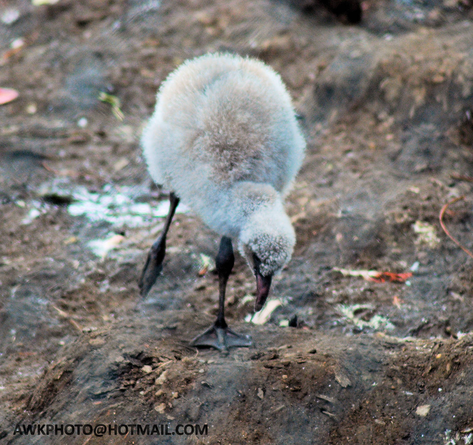 CHILLEAN FLAMINGO CHICK