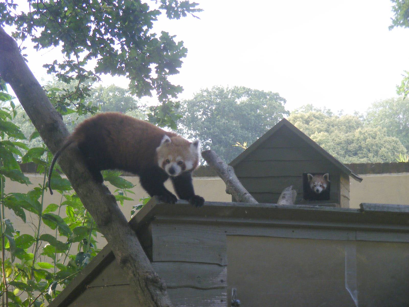 Chilli and Saffron the red pandas at Marwell Wildlife, 8 July 2011