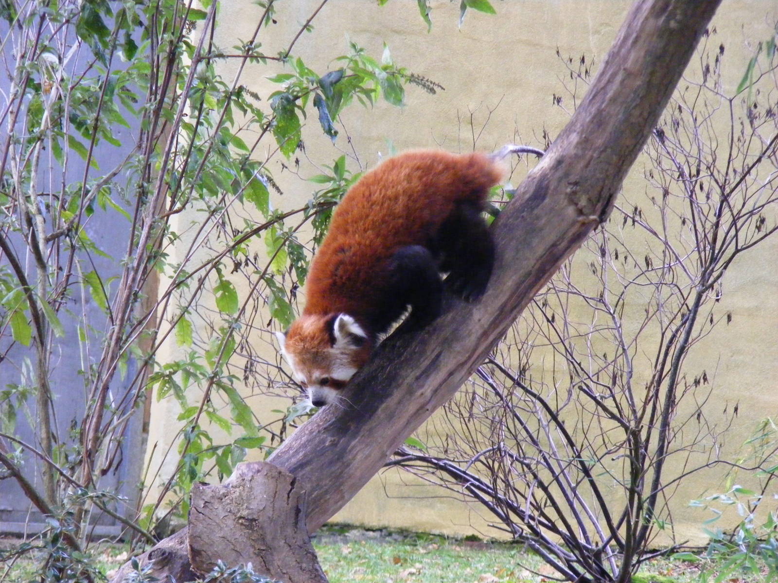 Chilli the red panda at Marwell Wildlife, 30 October 2010