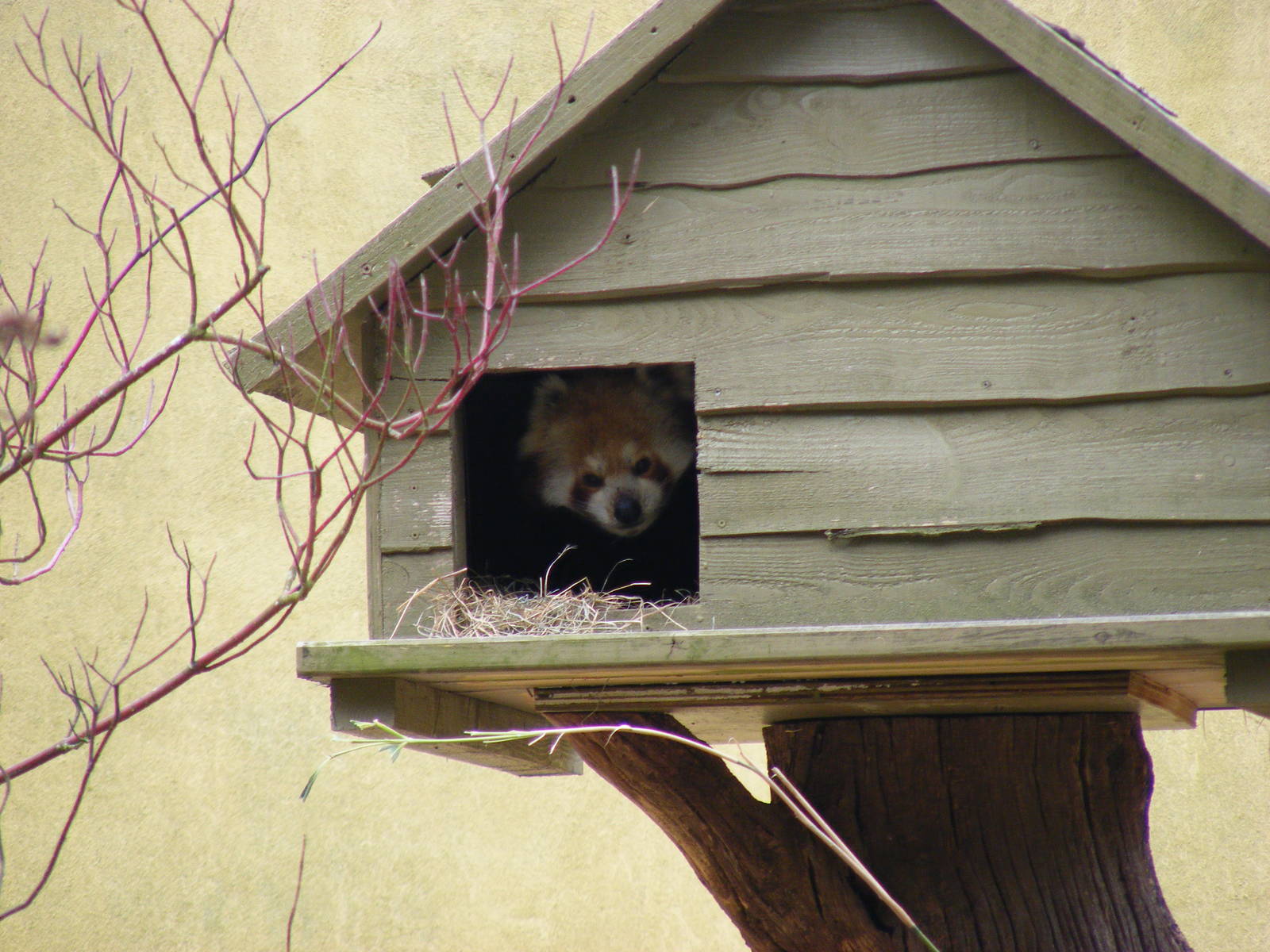 Chilli the red panda at Marwell Wildlife, 6 March 2010