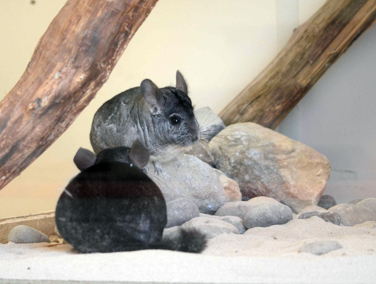 Chillin in the new pad