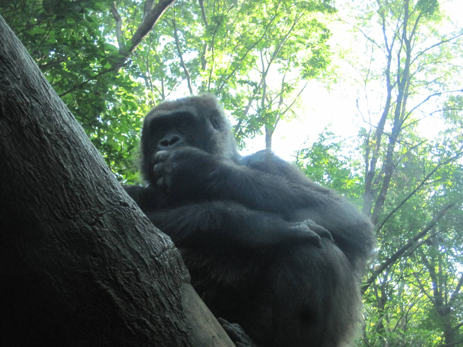 Chilling Gorilla